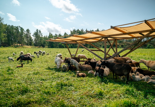 CATTB CA Houtskär Lammasloma CAP06871 hires