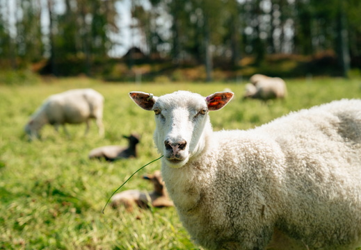 CATTB CA Houtskär Lammasloma CAP06873 hires