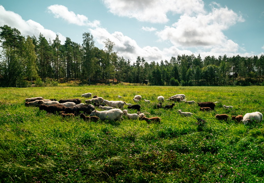 CATTB CA Houtskär Lammasloma CAP06911 hires
