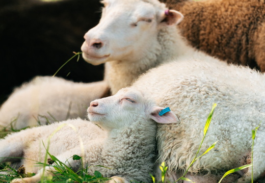 CATTB CA Houtskär Lammasloma DSC04709 hires