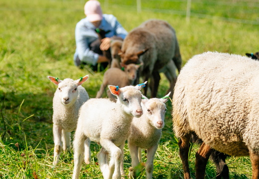 CATTB CA Houtskär Lammasloma DSC04728 hires