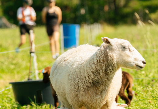 CATTB CA Houtskär Lammasloma DSC04761 hires