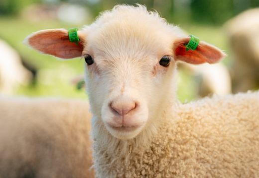 CATTB CA Houtskär Lammasloma DSC04783 hires