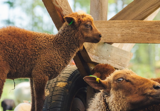 CATTB CA Houtskär Lammasloma DSC04789 hires