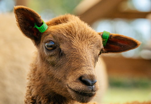 CATTB CA Houtskär Lammasloma DSC04791 hires