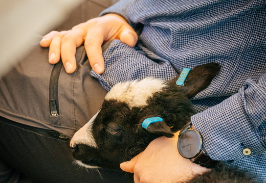 CATTB CA Houtskär Lammasloma DSC04798 hires