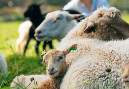 CATTB CA Houtskär Lammasloma DSC04811 hires