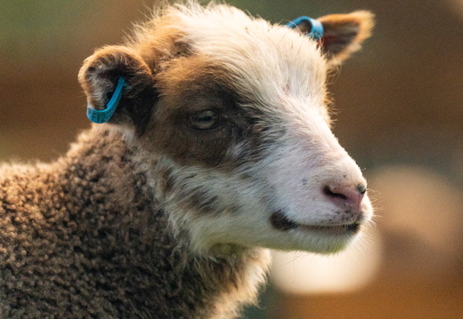 CATTB CA Houtskär Lammasloma DSC04852 hires