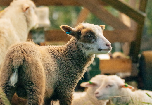 CATTB CA Houtskär Lammasloma DSC04855 hires