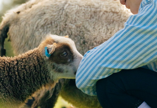 CATTB CA Houtskär Lammasloma DSC04857 hires