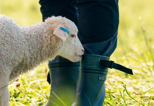 CATTB CA Houtskär Lammasloma DSC04865 hires