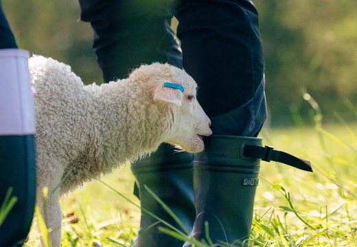 CATTB CA Houtskär Lammasloma DSC04866 hires