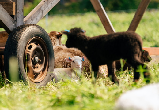 CATTB CA Houtskär Lammasloma DSC04876 hires