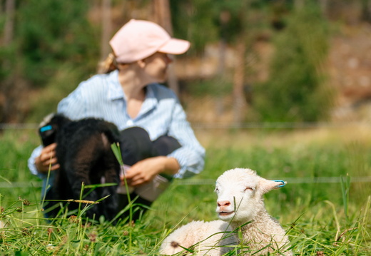 CATTB CA Houtskär Lammasloma DSC04891 hires