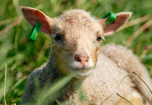 CATTB CA Houtskär Lammasloma DSC04898 hires