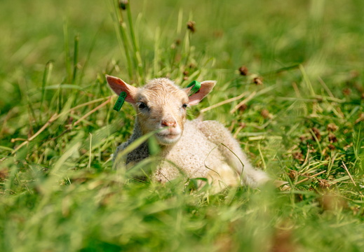 CATTB CA Houtskär Lammasloma DSC04903 hires