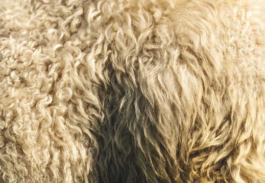 CATTB CA Houtskär Lammasloma DSC04938 hires