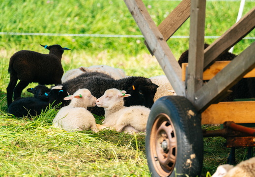 CATTB CA Houtskär Lammasloma DSC04956 hires