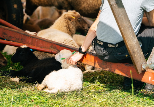 CATTB CA Houtskär Lammasloma DSC04957 hires