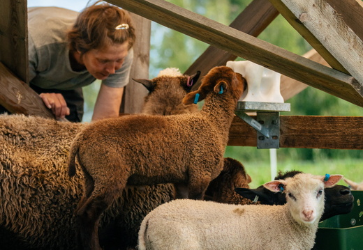 CATTB CA Houtskär Lammasloma DSC05002 hires