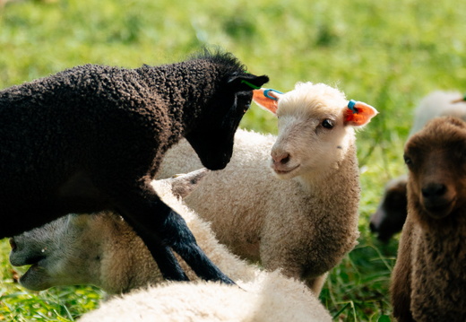 CATTB CA Houtskär Lammasloma DSC05045 hires