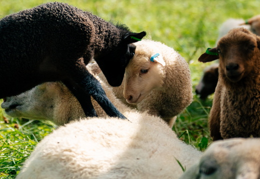 CATTB CA Houtskär Lammasloma DSC05046 hires