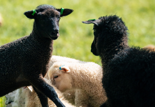 CATTB CA Houtskär Lammasloma DSC05053 hires