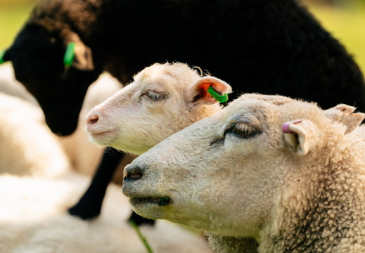 CATTB CA Houtskär Lammasloma DSC05060 hires