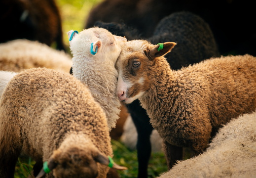 CATTB CA Houtskär Lammasloma DSC05071 hires