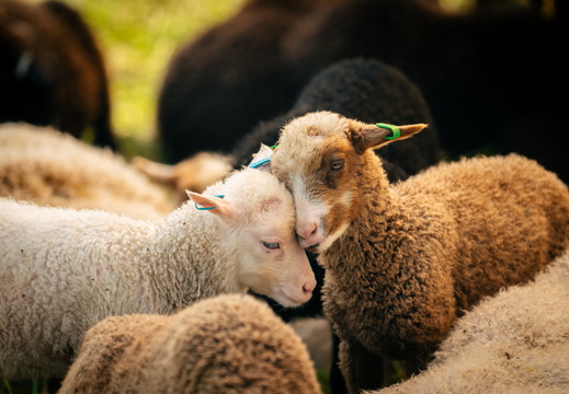 CATTB CA Houtskär Lammasloma DSC05075 hires