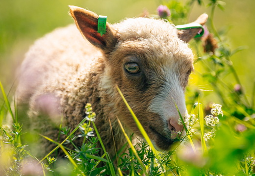CATTB CA Houtskär Lammasloma DSC05105 hires