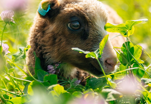 CATTB CA Houtskär Lammasloma DSC05129 hires