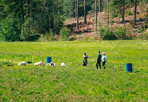 CATTB CA Houtskär Lammasloma DSC05148 hires