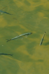 CATTB CA TourDeSkiftet DSC07896 hires