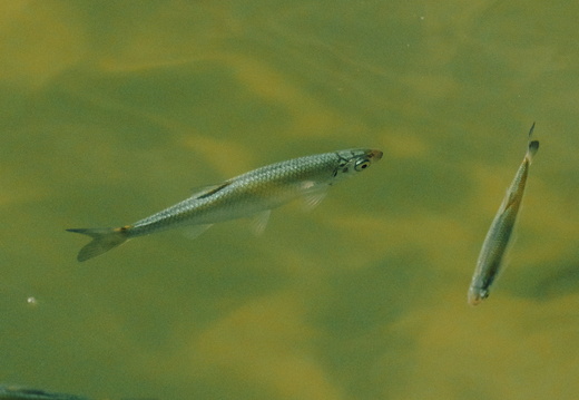 CATTB CA TourDeSkiftet DSC07896 hires