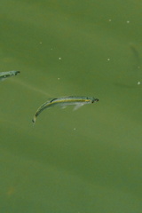 CATTB CA TourDeSkiftet DSC07890 hires