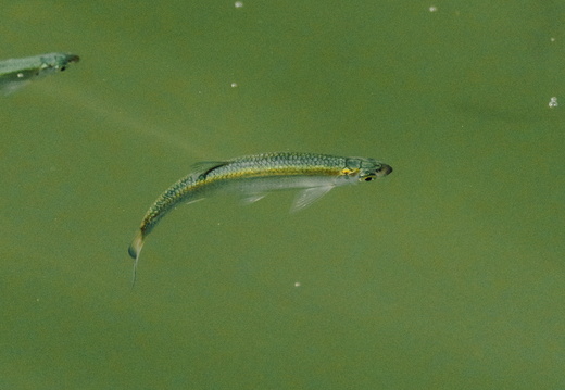 CATTB CA TourDeSkiftet DSC07890 hires