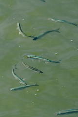 CATTB CA TourDeSkiftet DSC07884 hires