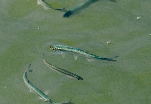 CATTB CA TourDeSkiftet DSC07884 hires