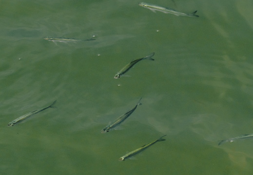 CATTB CA TourDeSkiftet DSC07866 hires