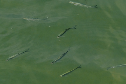 CATTB CA TourDeSkiftet DSC07866 hires