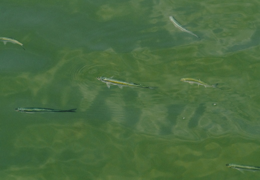 CATTB CA TourDeSkiftet DSC07859 hires