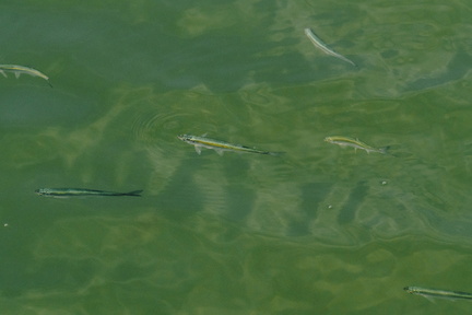 CATTB CA TourDeSkiftet DSC07859 hires