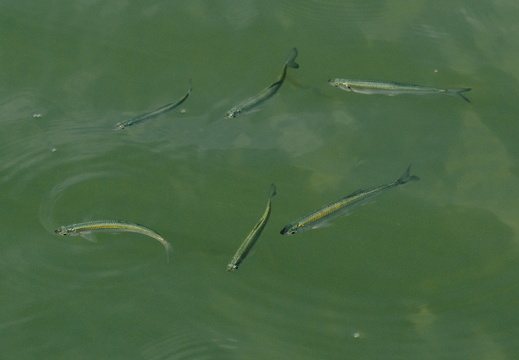 CATTB CA TourDeSkiftet DSC07865 hires