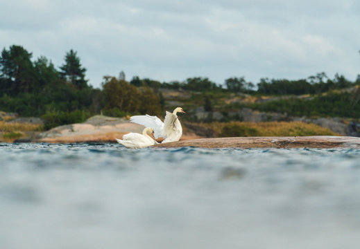 CATTB CA TourDeSkiftet DSC07667 hires
