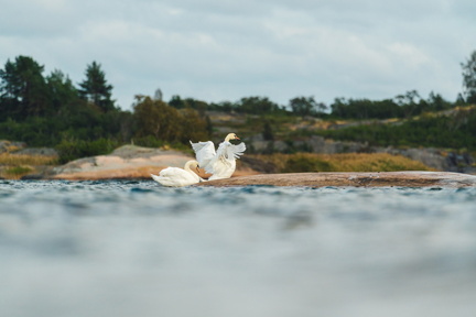 CATTB CA TourDeSkiftet DSC07666 hires