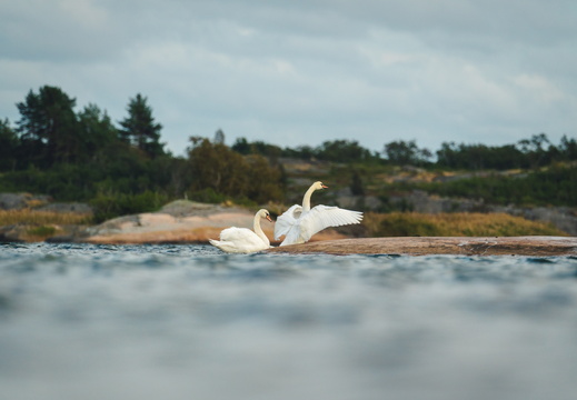CATTB CA TourDeSkiftet DSC07663 hires