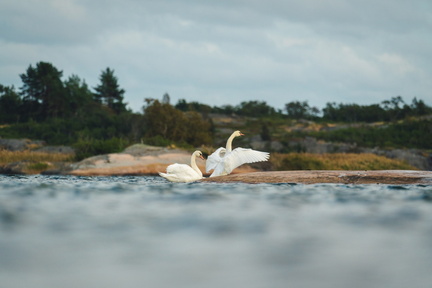CATTB CA TourDeSkiftet DSC07663 hires
