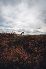 CATTB CA TourDeSkiftet CAP08047 hires