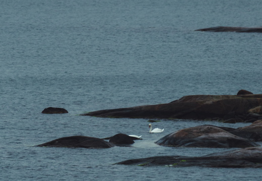 CATTB CA TourDeSkiftet DSC07494 hires